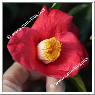 Camellia Japonica 'Linné'
