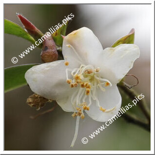 Camellia Species C. lipoensis