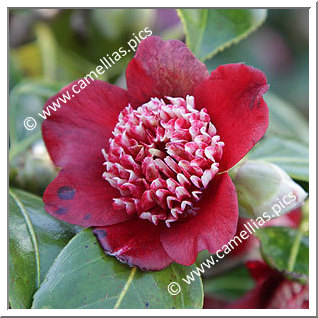 Camellia Japonica 'Lipstick'