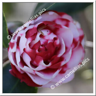 Camellia Japonica 'Little Babe Variegated'