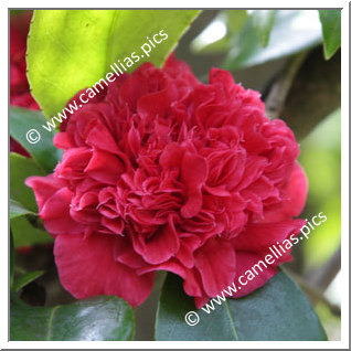 Camellia Japonica 'Little Bit'