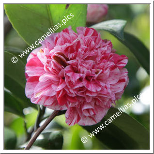 Camellia Japonica 'Little Bit Variegated'