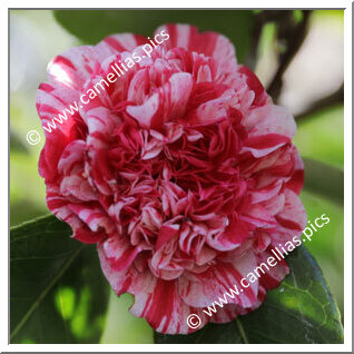 Camellia Japonica 'Little Bit Variegated'