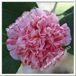 Camellia Japonica 'Little Bit Variegated'