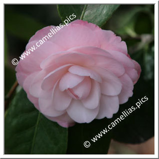 Camellia Japonica 'Little Bo Peep'