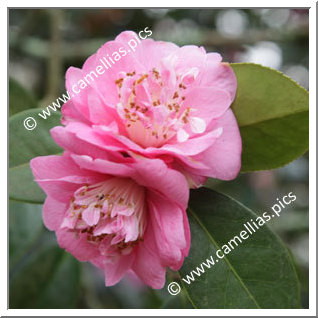 Camellia Hybride C.x williamsii 'Little Lavender'
