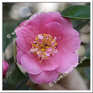 Camellia Hybride C.x williamsii 'Little Lavender'