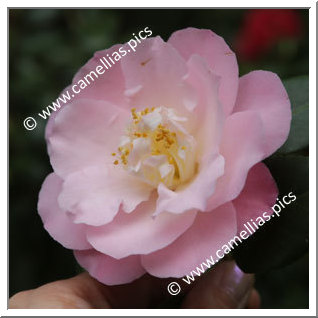 Camellia Japonica 'Little Michael'