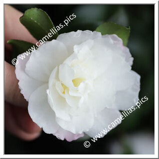 Camellia Sasanqua 'Little Pearl'