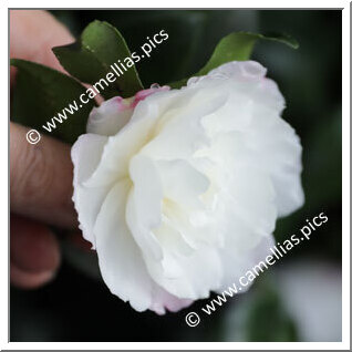Camellia Sasanqua 'Little Pearl'