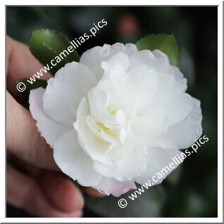 Camellia Sasanqua 'Little Pearl'