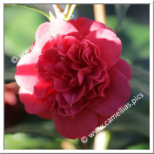 Camellia Japonica 'Little Slam'