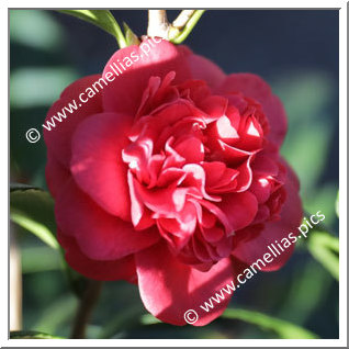 Camellia Japonica 'Little Slam'