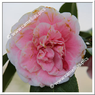 Camellia Japonica 'Livia Borromeo'