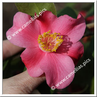 Camellia Japonica 'Loango'