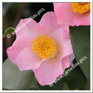 Camellia Japonica 'Loire Divatte'