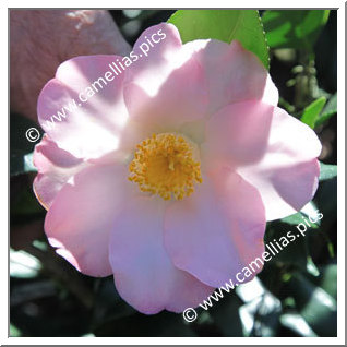 Camellia Japonica 'Loire Divatte'