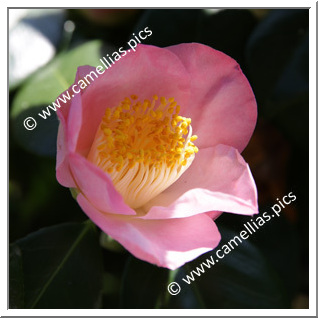 Camellia Japonica 'Loire Divatte'