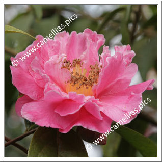 Camellia Hybrid 'Lois Shinault'