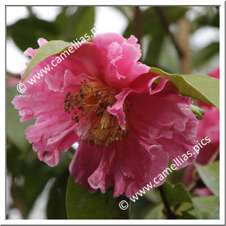 Camellia Hybrid 'Lois Shinault'