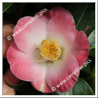 Camellia Hybride 'Loki Schmidt'