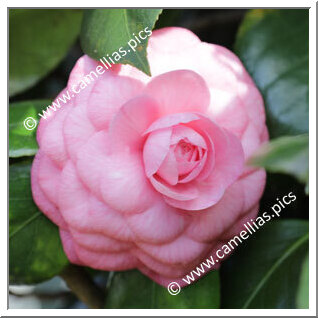 Camellia Japonica 'Lombarda Rosea'