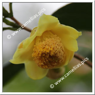 Camellia Species 'C. longgangensis'