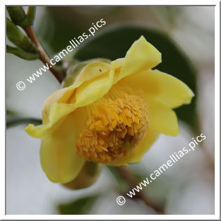 Camellia Botanique 'C. longgangensis'