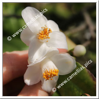 Camellia Species 'C. longicarpa'