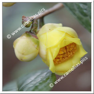 Camellia Botanique 'C. longzhouensis'