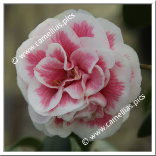 Camellia Japonica 'Look-Away'