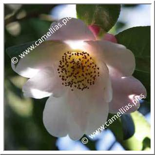 Camellia Hybrid 'Dr Louis Polizzi'