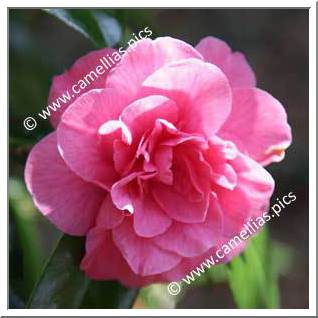 Camellia Japonica 'Louis Sander'