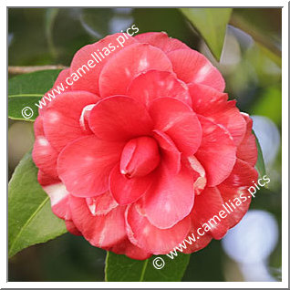 Camellia Japonica 'Loukiana'