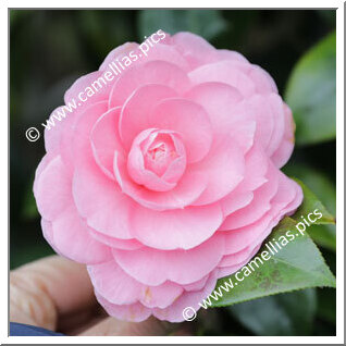 Camellia Hybrid C.reticulata  'Lovely Lady'