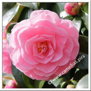 Camellia Hybride C.reticulata 'Lovely Lady'