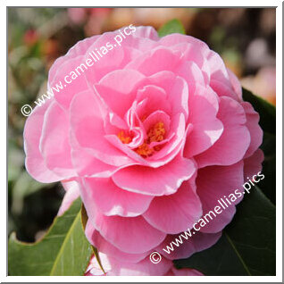 Camellia Hybrid C.reticulata  'Lovely Lady'