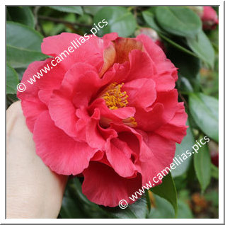 Camellia Japonica 'Lover Boy'
