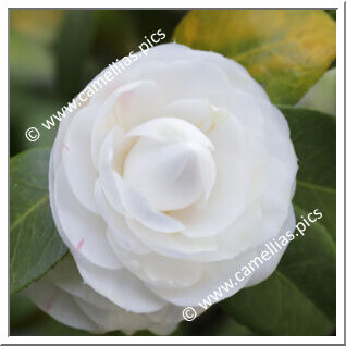 Camellia Japonica 'Lucina Plena'