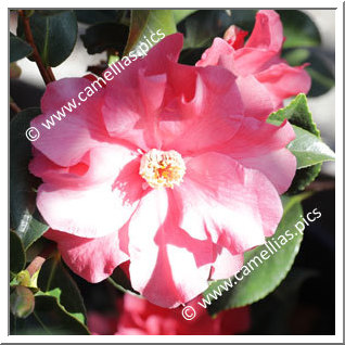 Camellia Hybrid C.x williamsii 'Lucky Star'