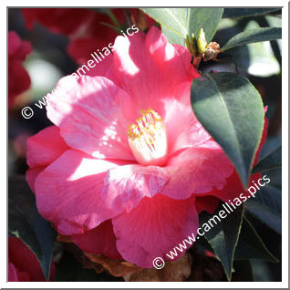 Camellia Hybride C.x williamsii 'Lucky Star'