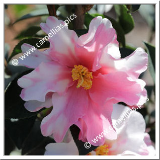 Camellia Hybride C.x williamsii 'Lucky Star Variegated'