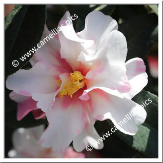 Camellia Hybrid C.x williamsii 'Lucky Star Variegated'