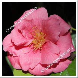 Camellia Japonica 'Lucy Hester'