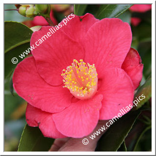 Camellia Japonica 'Ludgvan Red'