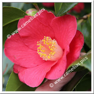 Camellia Japonica 'Ludgvan Red'