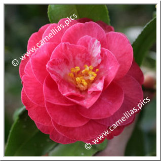 Camellia Japonica 'Luiza Strozzi'