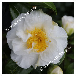 Camellia Japonica 'Lulu Belle'