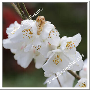 Camellia Species C. lutchuensis