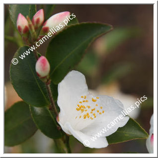 Camellia Botanique 'C. lutchuensis'